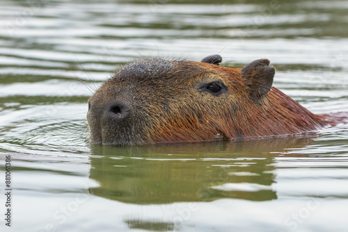 Capivara nadando / capybara swimming