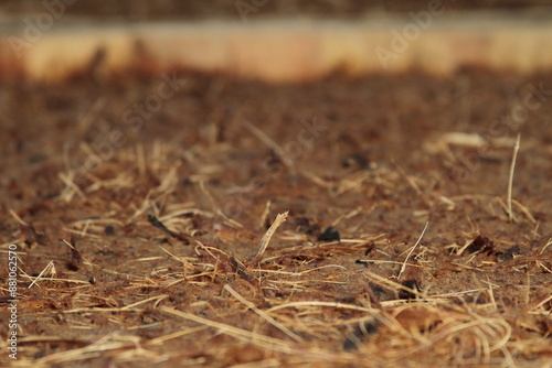 fermentación de agave