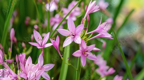 Pink Iridaceae Flowers Blooming in a Garden