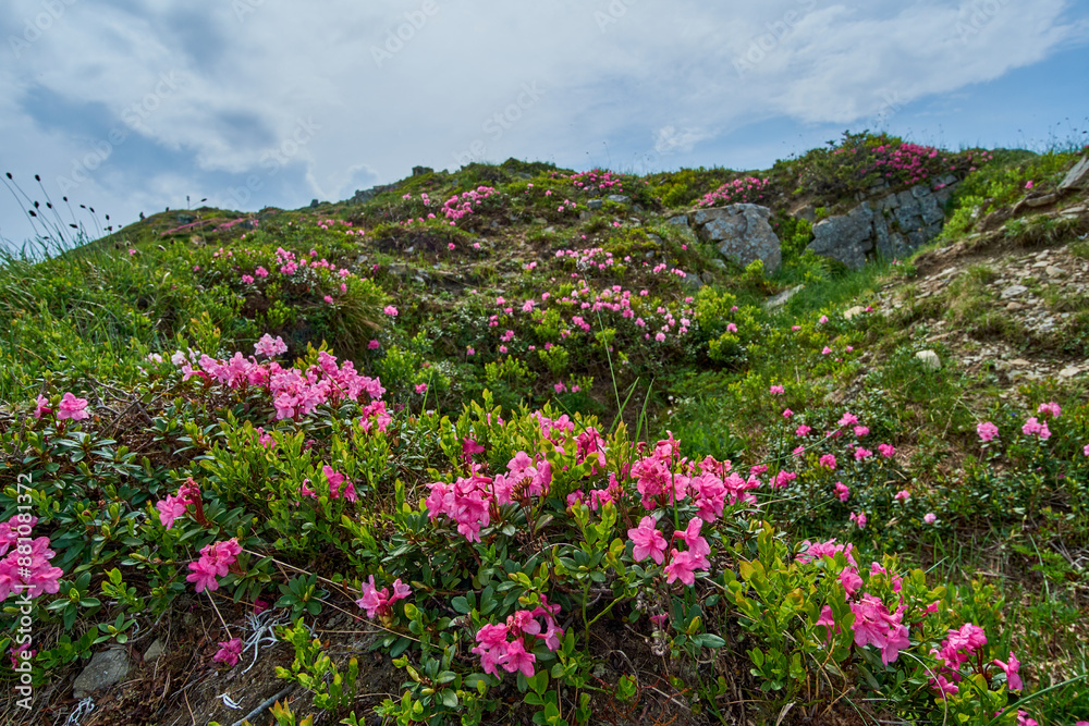 A rocky hillside covered in vibrant pink Carpathian rhododendron wildflowers under a partially cloudy sky A rocky hillside covered in vibrant pink Carpathian rhododendron wildflowers under a partially cloudy sky