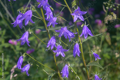 Blooming blue Creeping bellflower or rampion bellflower (Campanula rapunculoides) in the field. photo