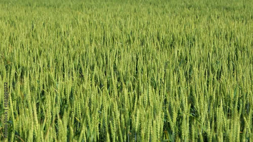 A wheat field with green colors under the spring sunshine, creating picturesque countryside scenery A wheat field with green colors under the spring sunshine, creating picturesque countryside scenery