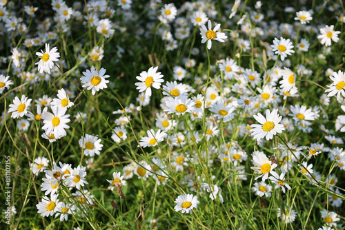 Ox eye daisy blooming in a garden