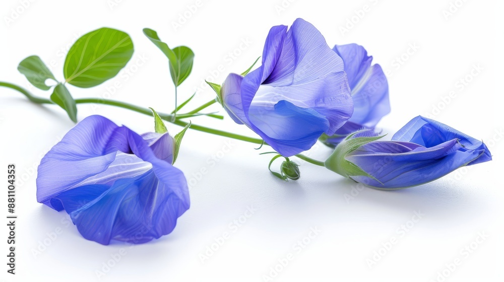 Blue Pea Flowers on White Background.