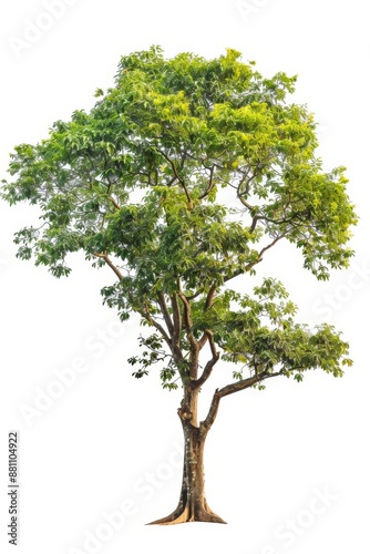 Isolated green tree on white background.