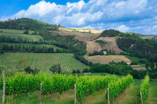 View of a beautiful vineyard in Emilia-Romagna near Bologna in Italy