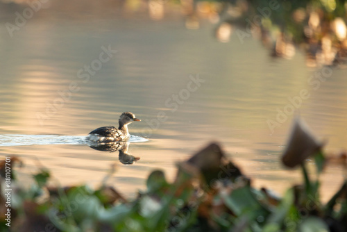 water bird in the water