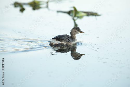 duck in the water