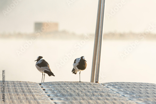 birds sitting on the pier