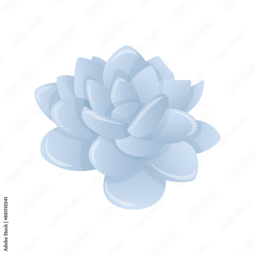 Blue and silver Echeveria succulent without pot Blue and silver Echeveria succulent without pot