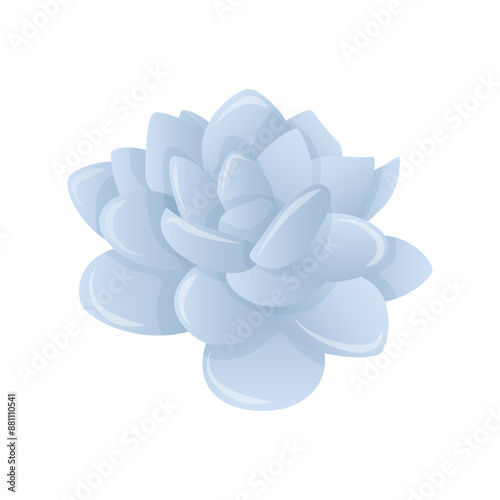 Blue and silver Echeveria succulent without pot