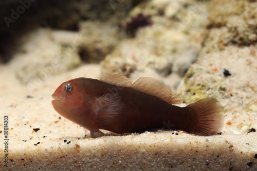 Black and brown coral goby (Gobiodon sp.)