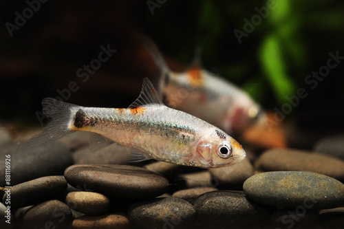 Calico Golden barb or Chinese Barb (Barbodes semifasciolatus) photo