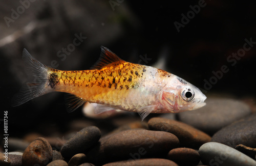 Calico Golden barb or Chinese Barb (Barbodes semifasciolatus) photo