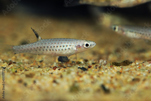 Red Spotted Splash Tetra (Copella meinkeni) photo