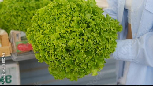 salad greens in close-up