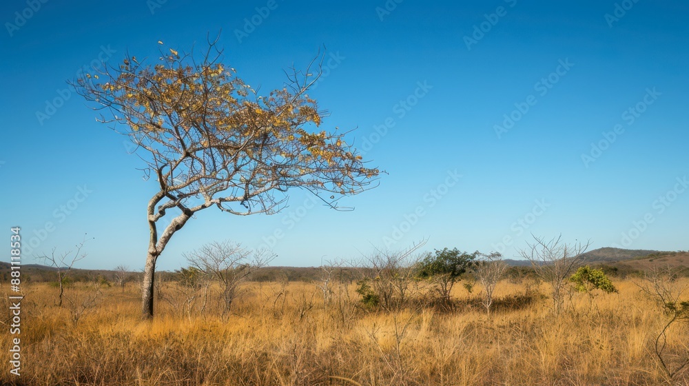 A Single Tree in the Dry Savanna of Brazil A Single Tree in the Dry Savanna of Brazil