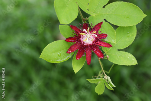 Bild auf Leinwand Beautiful flower of Passiflora Lady Margaret in full bloom
