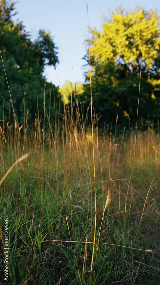 A cinematic flight through dry grass. Ant angle. A lovely sunset. A bright sunny summer day. Beautiful birdsong in the background. Sounds of nature. A clearing near the forest. Cloudless weather. A cinematic flight through dry grass. Ant angle. A lovely sunset. A bright sunny summer day. Beautiful birdsong in the background. Sounds of nature. A clearing near the forest. Cloudless weather.