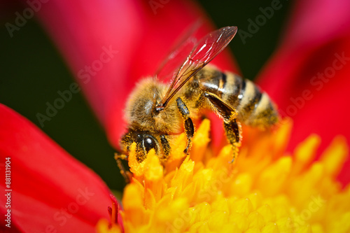 Wildbiene auf eine Blume