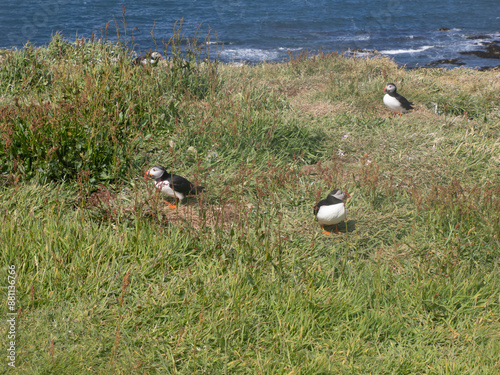 Puffins o frailecillos en la Isla de Lunga, en Escocia, Reino Unido, Europa photo