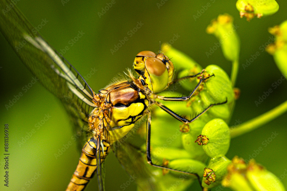 Gemeine Heidelibelle (Sympetrum vulgatum) Gemeine Heidelibelle (Sympetrum vulgatum)