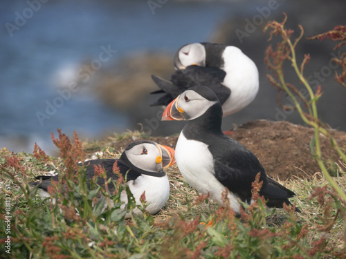 Puffins o frailecillos en la Isla de Lunga, en Escocia, Reino Unido, Europa