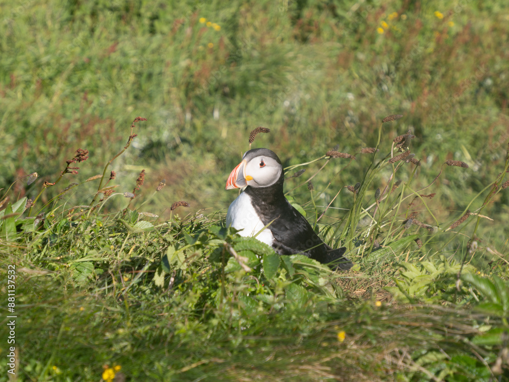 Fototapeta premium Puffins o frailecillos en la Isla de Lunga, en Escocia, Reino Unido, Europa