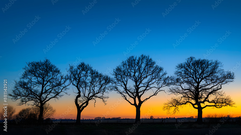 A row of trees are silhouetted against a blue sky A row of trees are silhouetted against a blue sky