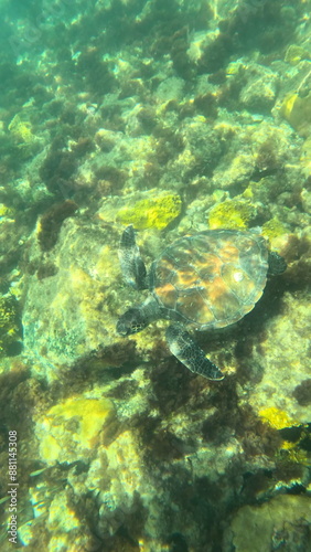 coral reef with fish turtle