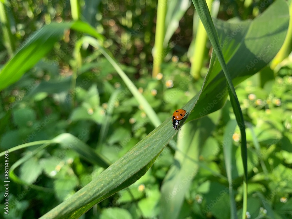 ladybug on grass ladybug on grass