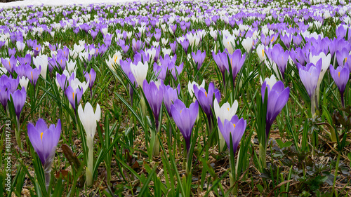 White and purple crocus blooming in spring