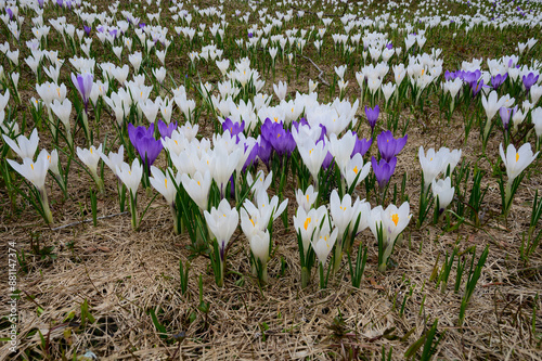 White and purple crocus blooming in spring