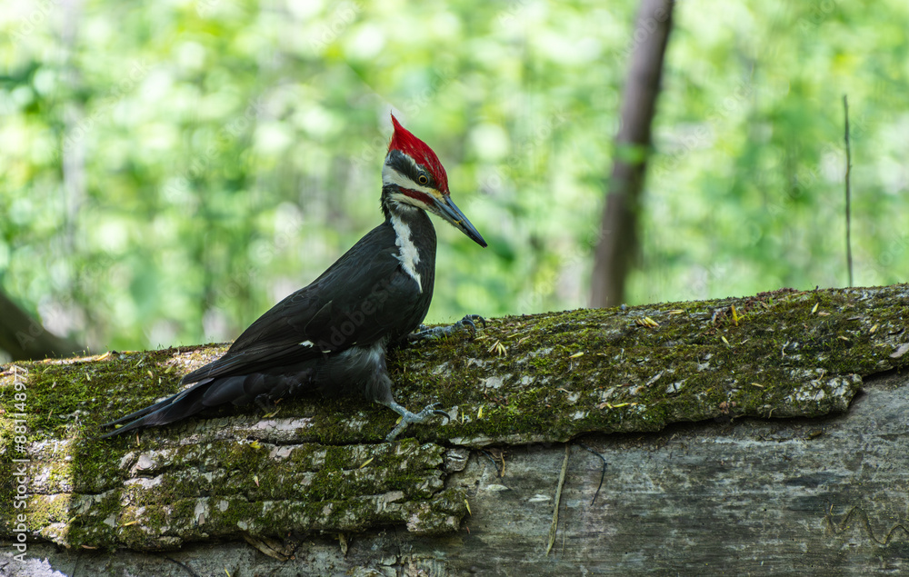 Fototapeta premium A Pileated Woodpecker rests on a moss-covered log in the forest, its iconic red crest and sharp beak vivid against the lush green backdrop of spring foliage.