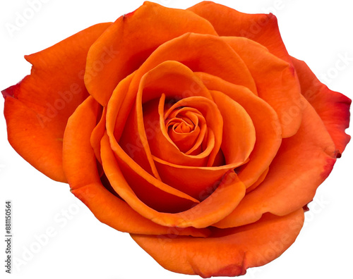 orange rose isolated png #881150564