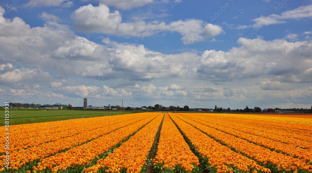 field of tulips. Amsterdam Tulip Fields field of tulips. Amsterdam Tulip Fields