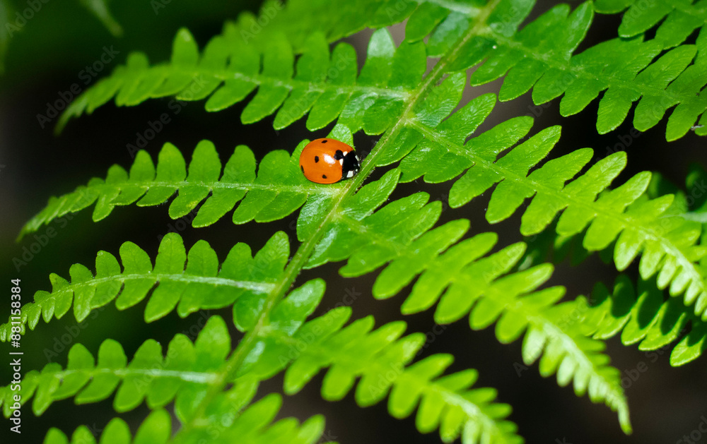 Fototapeta premium little ladybug on a fern leaf close up
