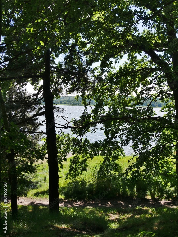 Fototapeta premium Bodden hinter Baumzweigen auf Rügen Lietzow