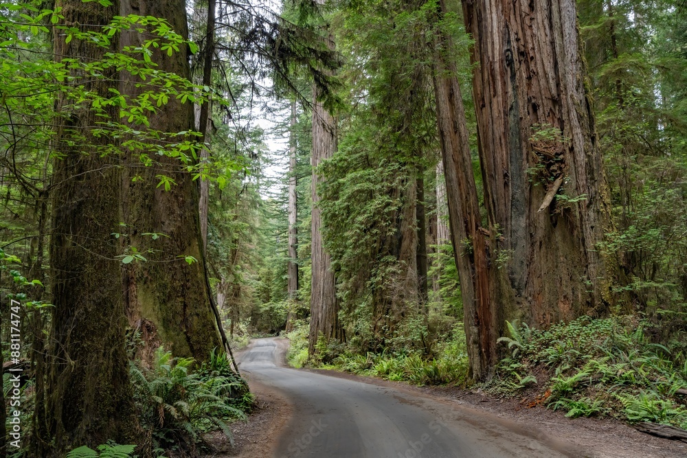 Obraz premium A gravel road winds through a forest of Giant redwood trees in a forest in the Redwood National and State park near Crescent City California