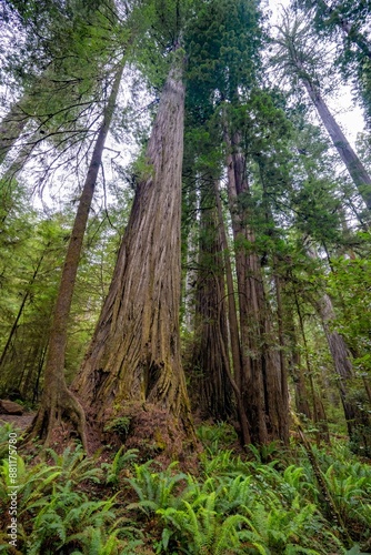 A forest of Giant redwood trees in the Redwood National and State park near Crescent City California