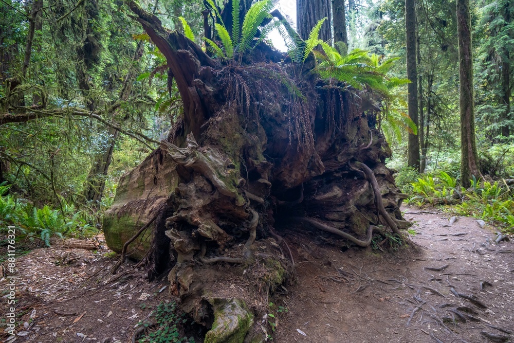 A giant rsedwood tree stump with the roods in the foreground A giant rsedwood tree stump with the roods in the foreground