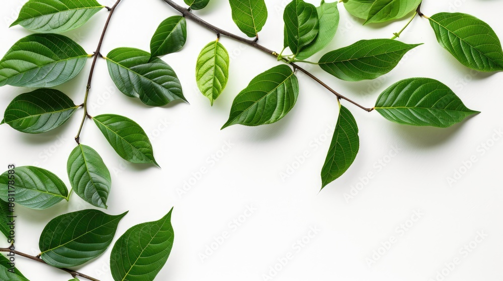 Branch and leaf banner on white background with space for text top view Branch and leaf banner on white background with space for text top view