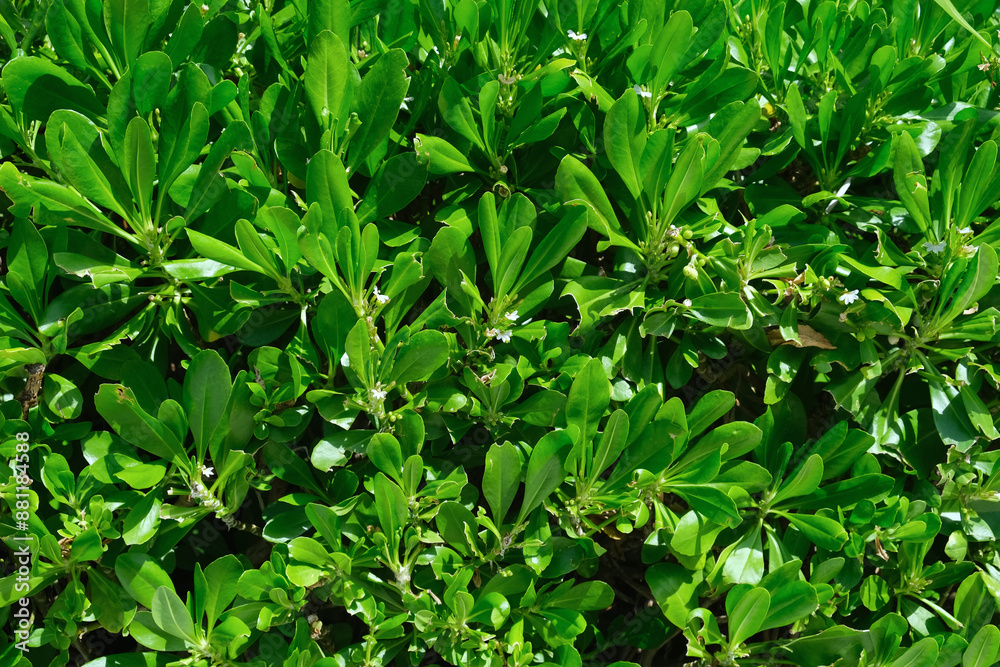 Beach naupaka Scaevola Taccada bright green foliage natural background texture with glossy leaves and small white flowers in a lush, sunlit environment. Exotic tropical plant floral backdrop. Beach naupaka Scaevola Taccada bright green foliage natural background texture with glossy leaves and small white flowers in a lush, sunlit environment. Exotic tropical plant floral backdrop.