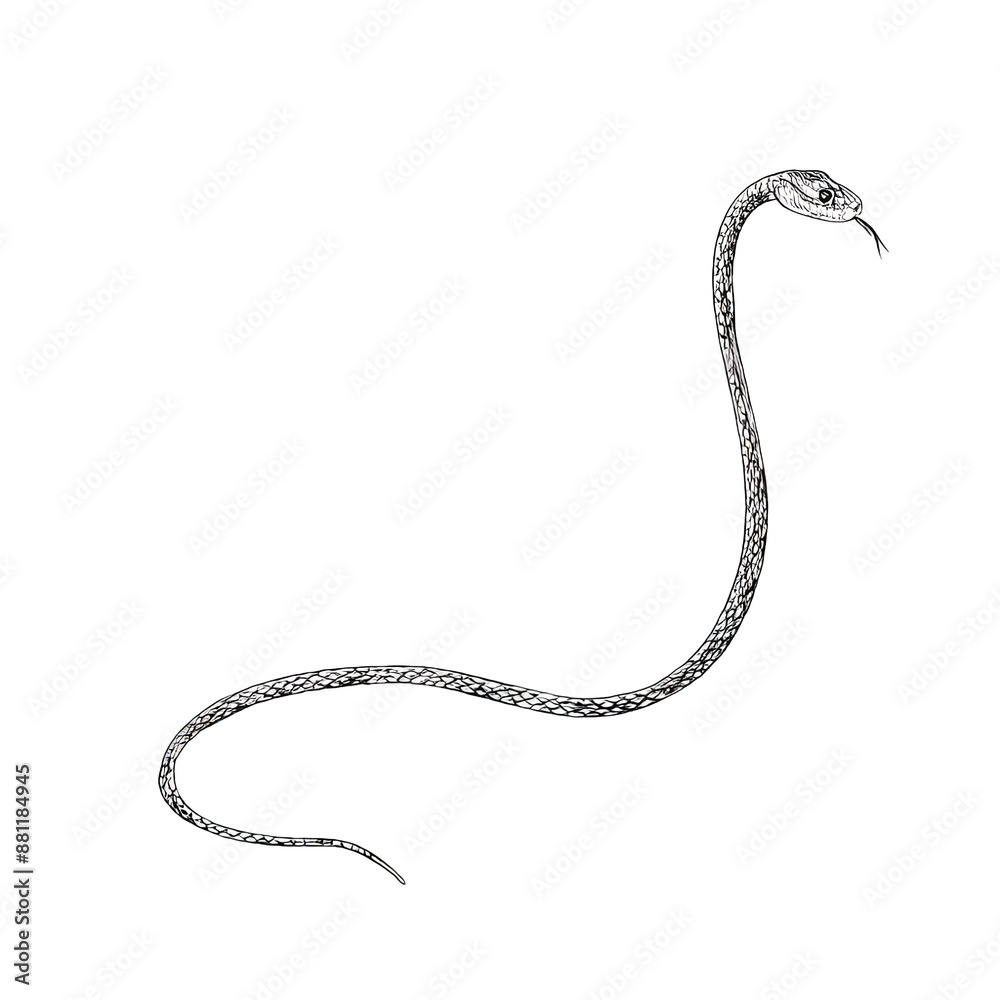 Fototapeta premium Line drawing of a slithering snake