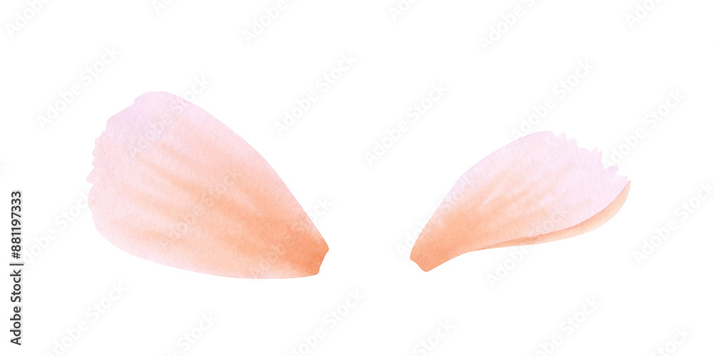 Set of orange, pink, coral or peach petals on isolated background. Hand drawn watercolor botanical illustration. Clipart for design, cards, invitations, congratulations, packaging, printing, textiles Set of orange, pink, coral or peach petals on isolated background. Hand drawn watercolor botanical illustration. Clipart for design, cards, invitations, congratulations, packaging, printing, textiles