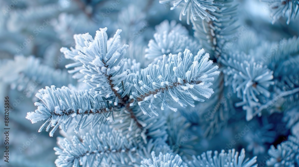 Beautiful wintry spruce branches close up covered in frost and snow Beautiful wintry spruce branches close up covered in frost and snow