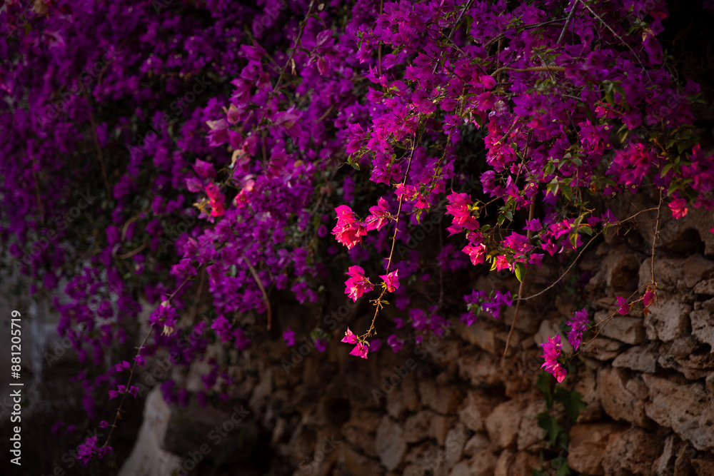 Mediterranean splendor of flowers of bougainvillea, Mallorca, Spain Mediterranean splendor of flowers of bougainvillea, Mallorca, Spain