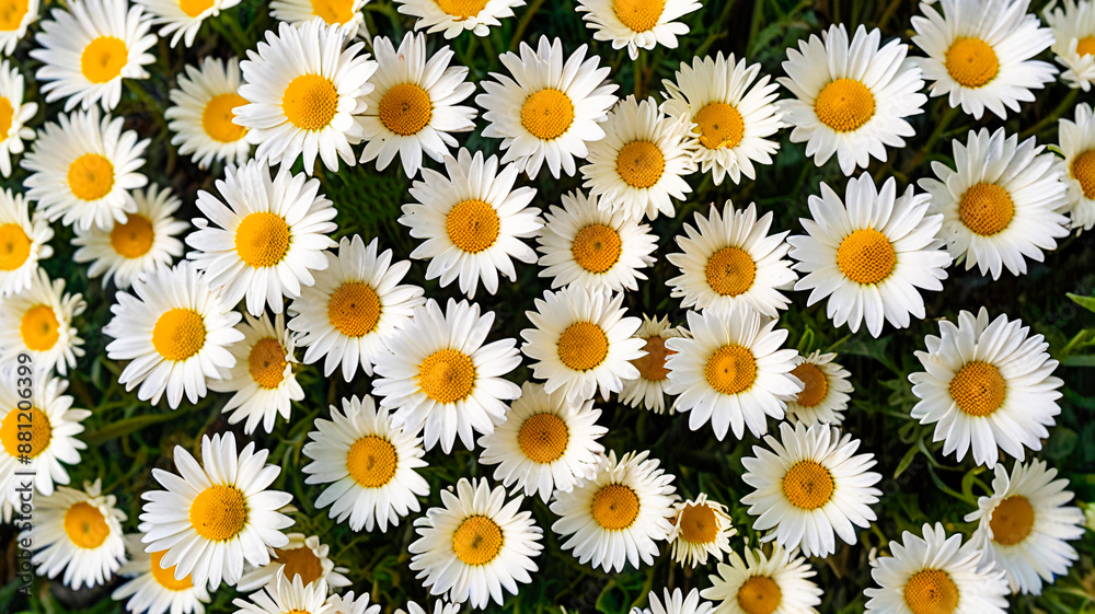 Overhead view of garden full of white chamomile daisies Overhead view of garden full of white chamomile daisies