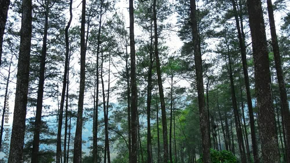 Drone shot of beautiful pine forest trees