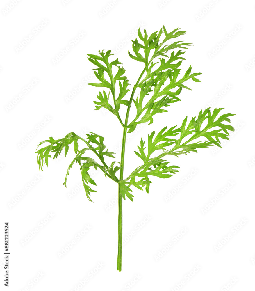 Fototapeta premium One green carrot twig isolated on white